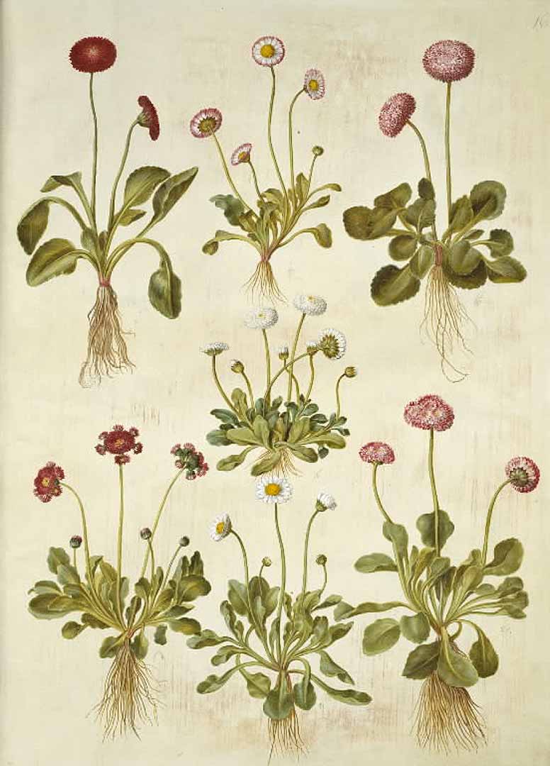Illustration Bellis perennis, Par Gottorfer Codex (1649-1659), via plantillustrations 