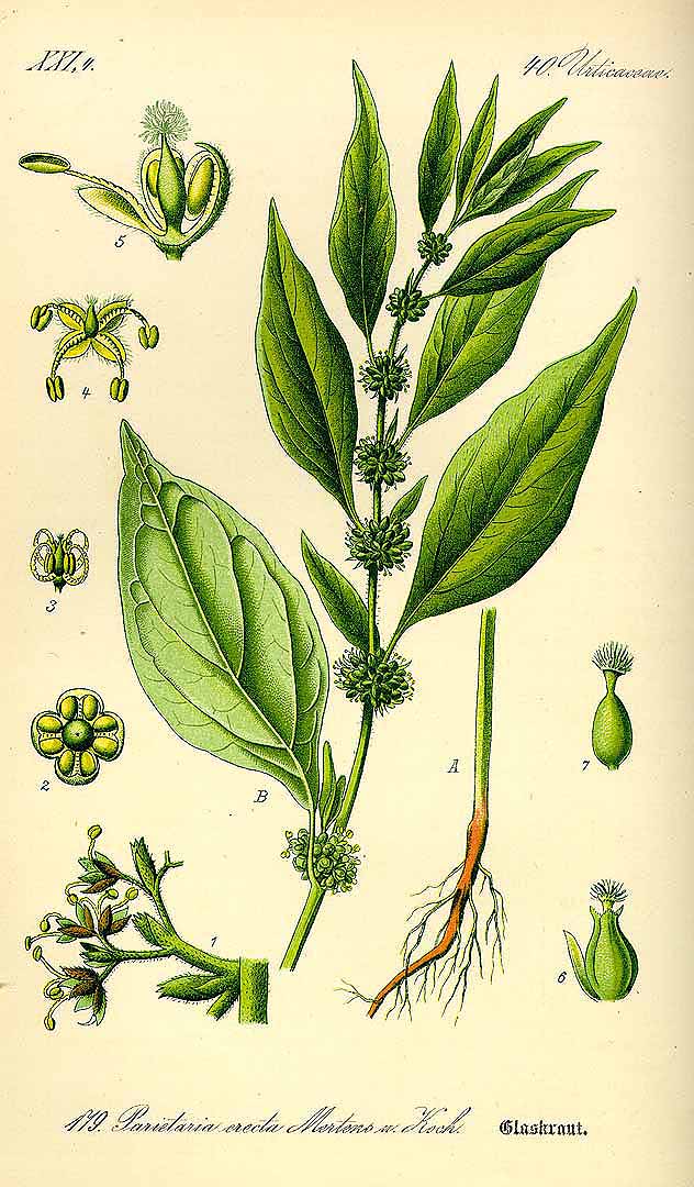 Illustration Parietaria officinalis, Par Thomé, O.W., Flora von Deutschland Österreich und der Schweiz (1886-1889) Fl. Deutschl. vol. 2 (1885) t. 179, via plantillustrations 
