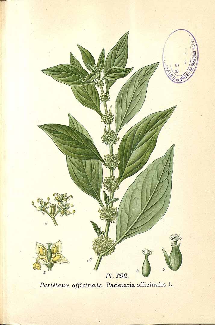 Illustration Parietaria officinalis, Par Masclef, A., Atlas des plantes de France (1890-1893) Atlas Pl. France vol. 3 (1893) t. 292, via plantillustrations 
