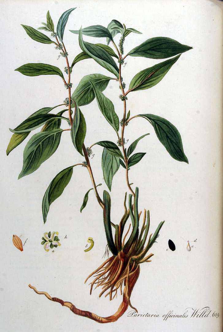 Illustration Parietaria officinalis, Par Kops, J., Flora Batava (1800-1934) Fl. Bat. vol. 9 (1846) t. 689, via plantillustrations 