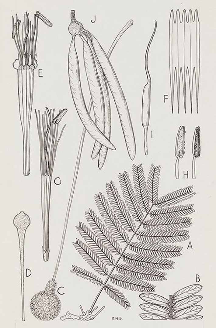 Illustration Parkia biglobosa, Par Hutchinson, J., Dalziel, J.M., Keay, R.W.J., Flora of West Tropical Africa (FWTA), 2nd ed. (1954-1972) Fl. W. Trop. Afr., ed. 2 vol. 1(2): (1958) p. 486 f. 155 , via plantillustrations 