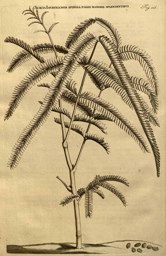 Illustration Parkia javanica, Par Commelijn (Commelin), J., Horti medici Amstelodamensis rariorum tam Orientalis (1697-1701) Horti Med. Amstelod. vol. 1 (1697) t. 106, via plantillustrations 