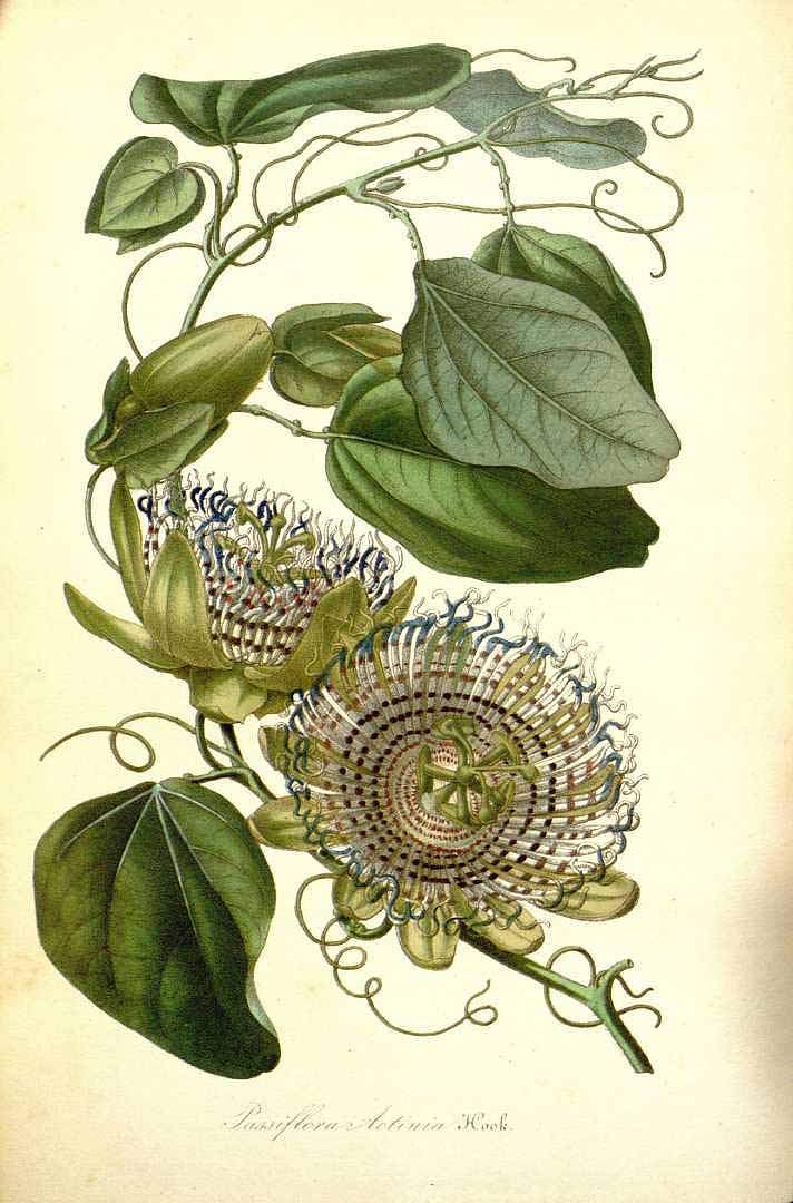 Illustration Passiflora actinia, Par Van Houtte, L.B., Flore des serres et des jardin de l?Europe (1845-1880) Fl. Serres vol. 2 (1846) t. 10, via plantillustrations 