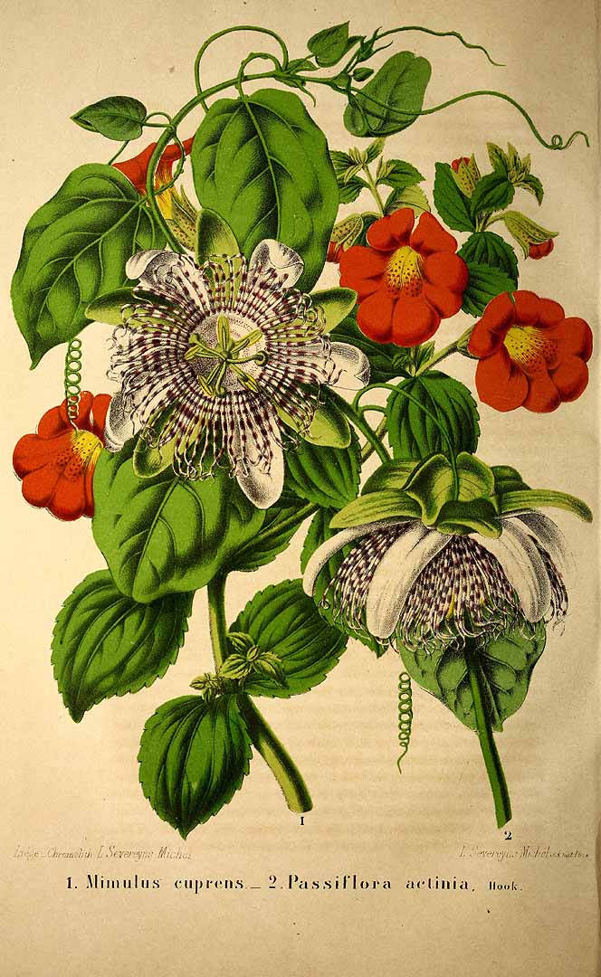 Illustration Passiflora actinia, Par Belgique horticole, journal des jardins et des vergers (1851-1885) Belgique Hort. vol. 12 (1862) t. 18	p. 322 f. 2 , via plantillustrations 