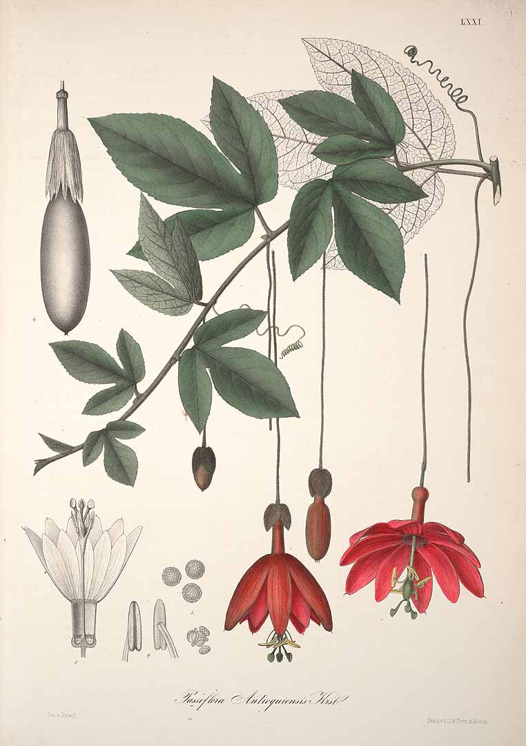 Illustration Passiflora antioquiensis, Par Karsten, G.K.W.H., Florae Columbiae (1858-1869) Fl. Colomb. vol. 1 (1858) t. 71, via plantillustrations 