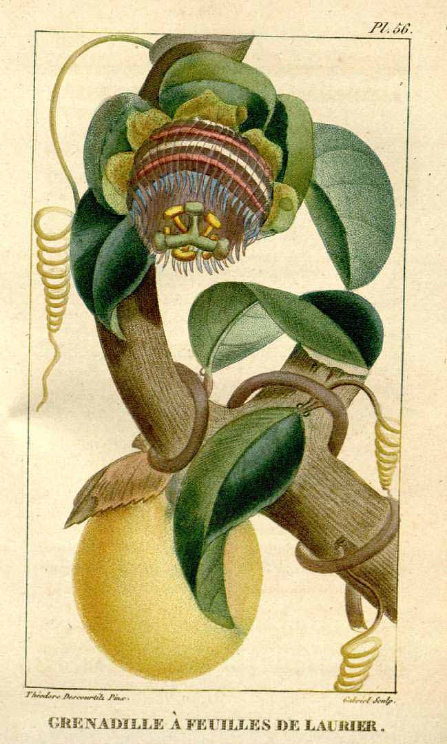 Illustration Passiflora laurifolia, Par Descourtilz, M.E., Flore [pittoresque et] médicale des Antilles (1821-1829) Fl. Méd. Antilles vol. 1 (1821) [tt. 1-68] t. 56, via plantillustrations 