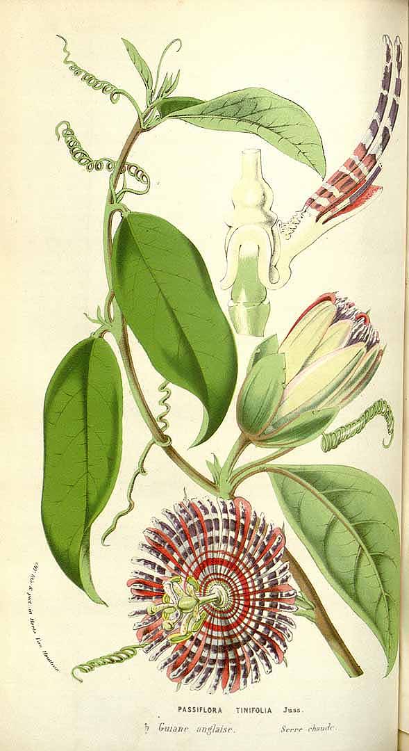 Illustration Passiflora laurifolia, Par Van Houtte, L.B., Flore des serres et des jardin de l?Europe (1845-1880) Fl. Serres vol. 12 (1857) , via plantillustrations 