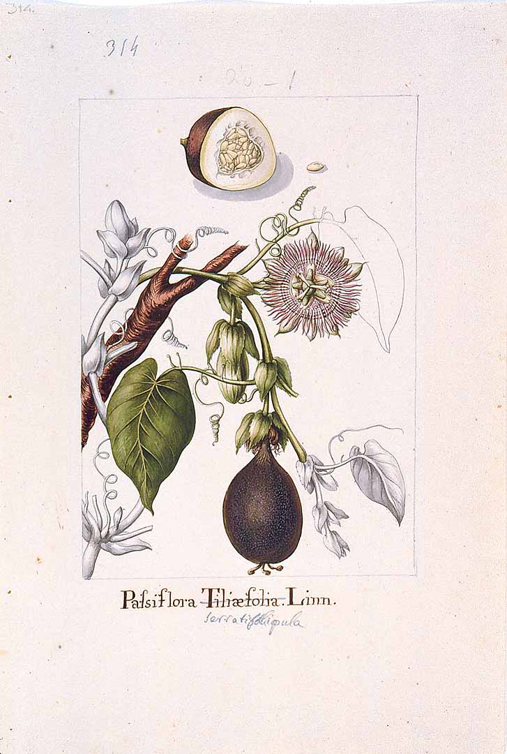 Illustration Passiflora ligularis, Par Sessé, M., Mociño, M., Drawings from the Spanish Royal Expedition to New Spain (1787?1803) (1787-1803) Draw. Roy. Exped. New Spain (1787), via plantillustrations 