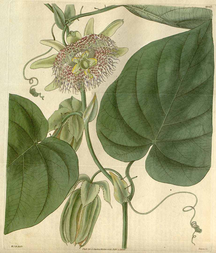 Illustration Passiflora ligularis, Par Curtis, W., Botanical Magazine (1800-1948) Bot. Mag. vol. 57 (1830) [tt. 2956-3038] t. 2967, via plantillustrations 