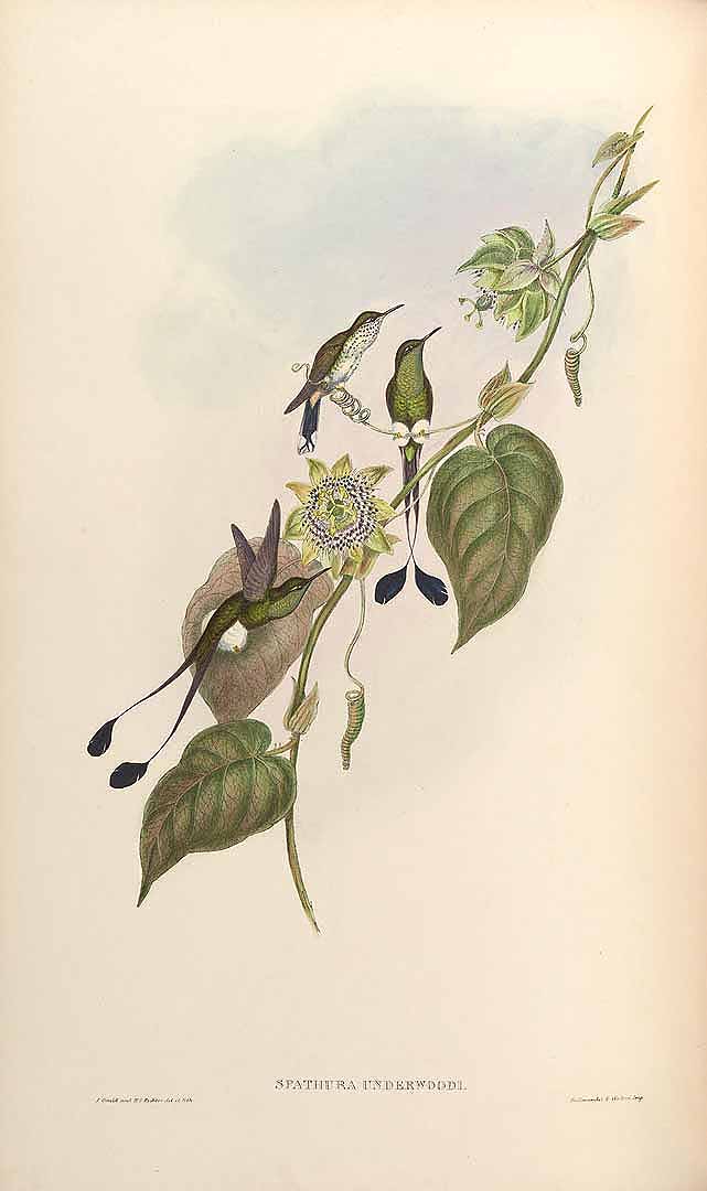 Illustration Passiflora ligularis, Par Gould, monograph of the Trochilidae, or family of humming-birds Monogr. Trochilidae vol. 3 (1861) t. 162, via plantillustrations 