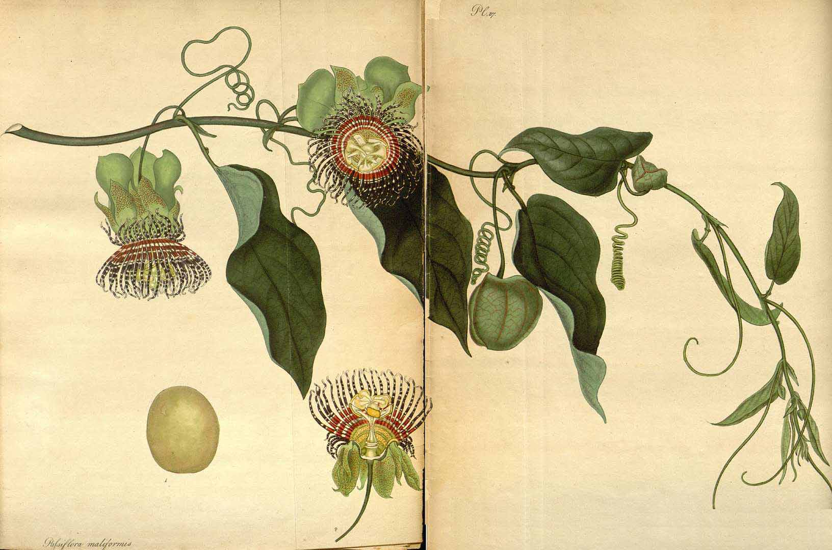 Illustration Passiflora maliformis, Par Andrews, H.C., botanist?s repository (1797-1814) Bot. Repos. vol. 4 (1802) [tt. 217-288] t. 217, via plantillustrations 