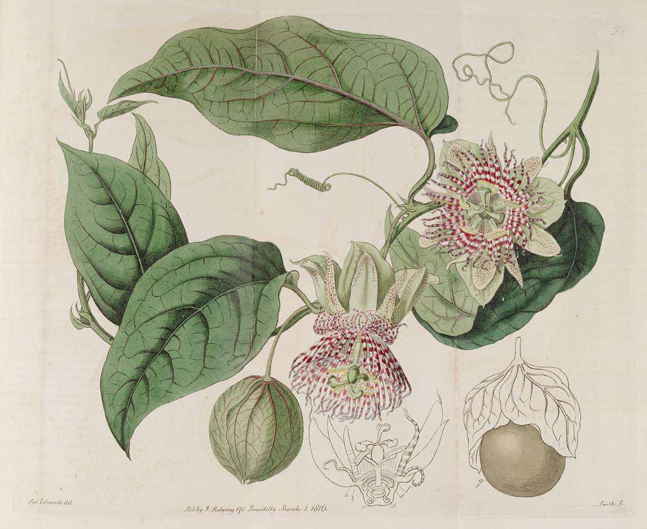 Illustration Passiflora maliformis, Par Edwards, S.T., Botanical Register (1815-1828) Bot. Reg. vol. 2 (1816) [tt. 91-177] t. 94, via plantillustrations 