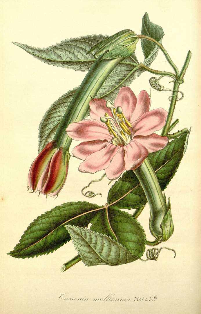Illustration Passiflora mollissima, Par Van Houtte, L.B., Flore des serres et des jardin de l?Europe (1845-1880) Fl. Serres vol. 2 (1846) t. 5, via plantillustrations 