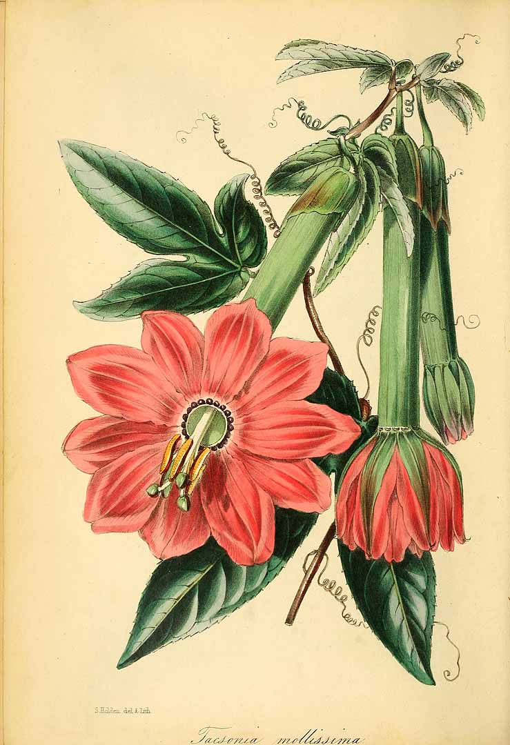 Illustration Passiflora mollissima, Par Paxton, J., Magazine of botany and register of flowering plants [J. Paxton] (1834-1849) Paxton?s Mag. Bot. vol. 13 (1846) p. 25, via plantillustrations 
