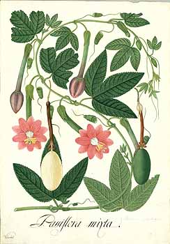 Illustration Passiflora mollissima, Par Mutis, J.C., Drawings of the Royal Botanical Expedition to the new Kingdom of Granada (1783-1816) Draw. Roy. Bot. Exped. Granada (1783) t. 2051, via plantillustrations 