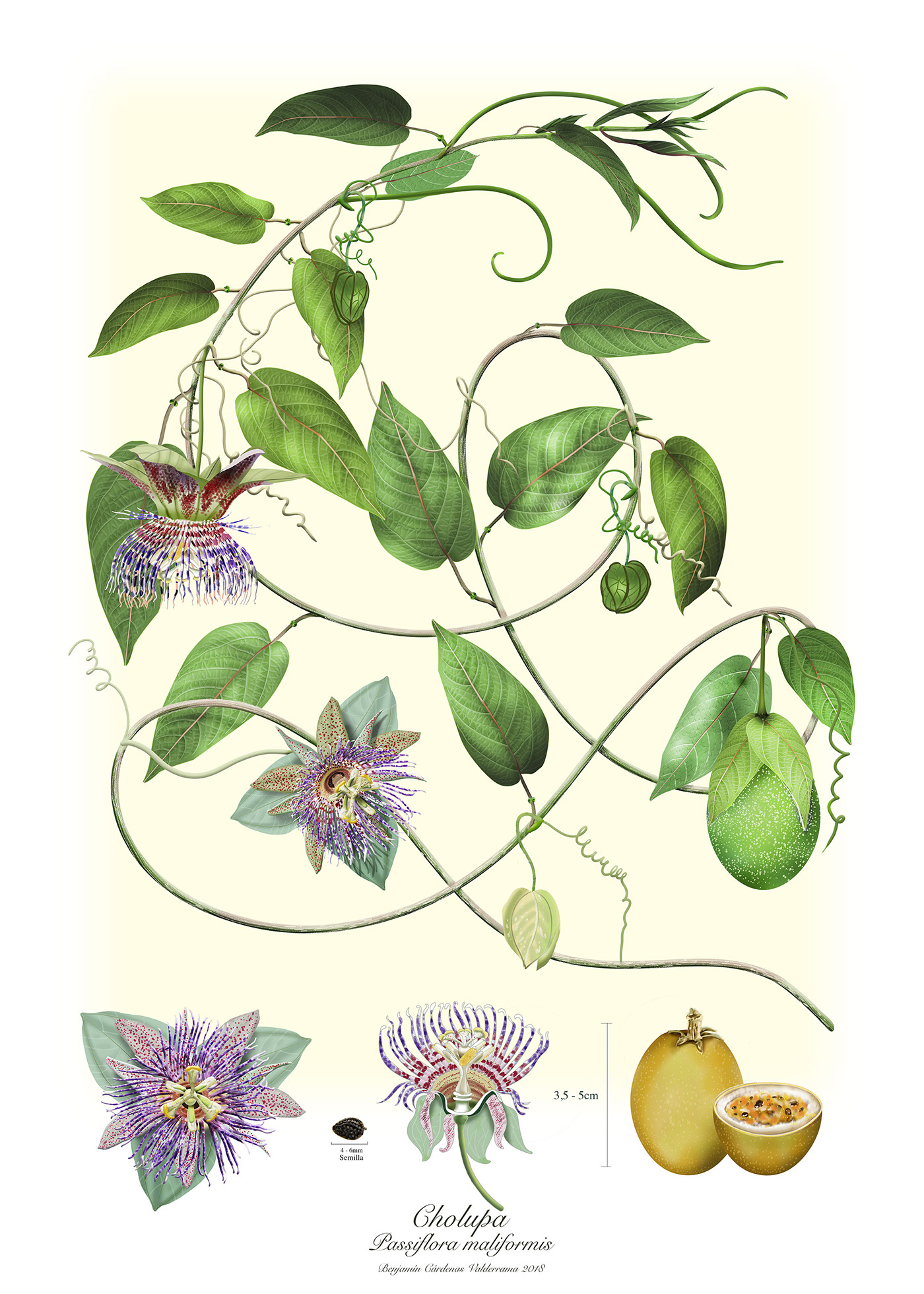 Illustration Passiflora mollissima, Par Benjamin Cardenas, via x 