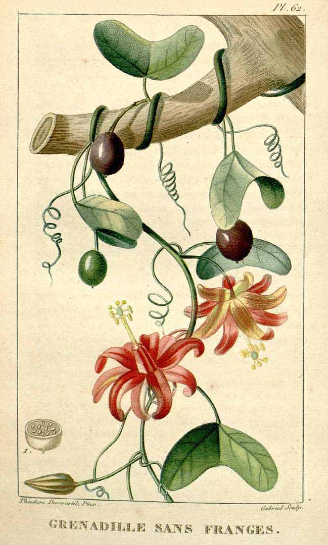 Illustration Passiflora murucuja, Par Descourtilz, M.E., Flore [pittoresque et] médicale des Antilles (1821-1829) Fl. Méd. Antilles vol. 1 (1821) [tt. 1-68] t. 62, via plantillustrations 