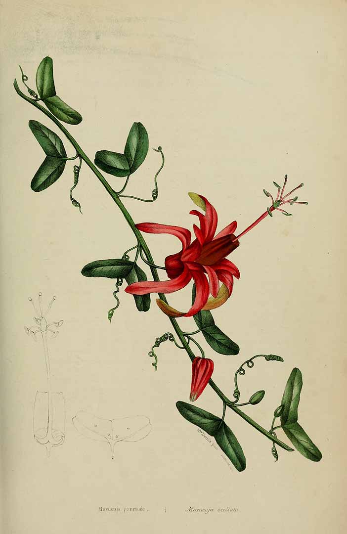 Illustration Passiflora murucuja, Par Loiseleur-Deslongchamps, J.L.A., Herbier général de l?amateur. Deuxième Série (1839-1850) Herb. Gén. Amat., sér. 2 vol. 1 (1839) t. 22, via plantillustrations 