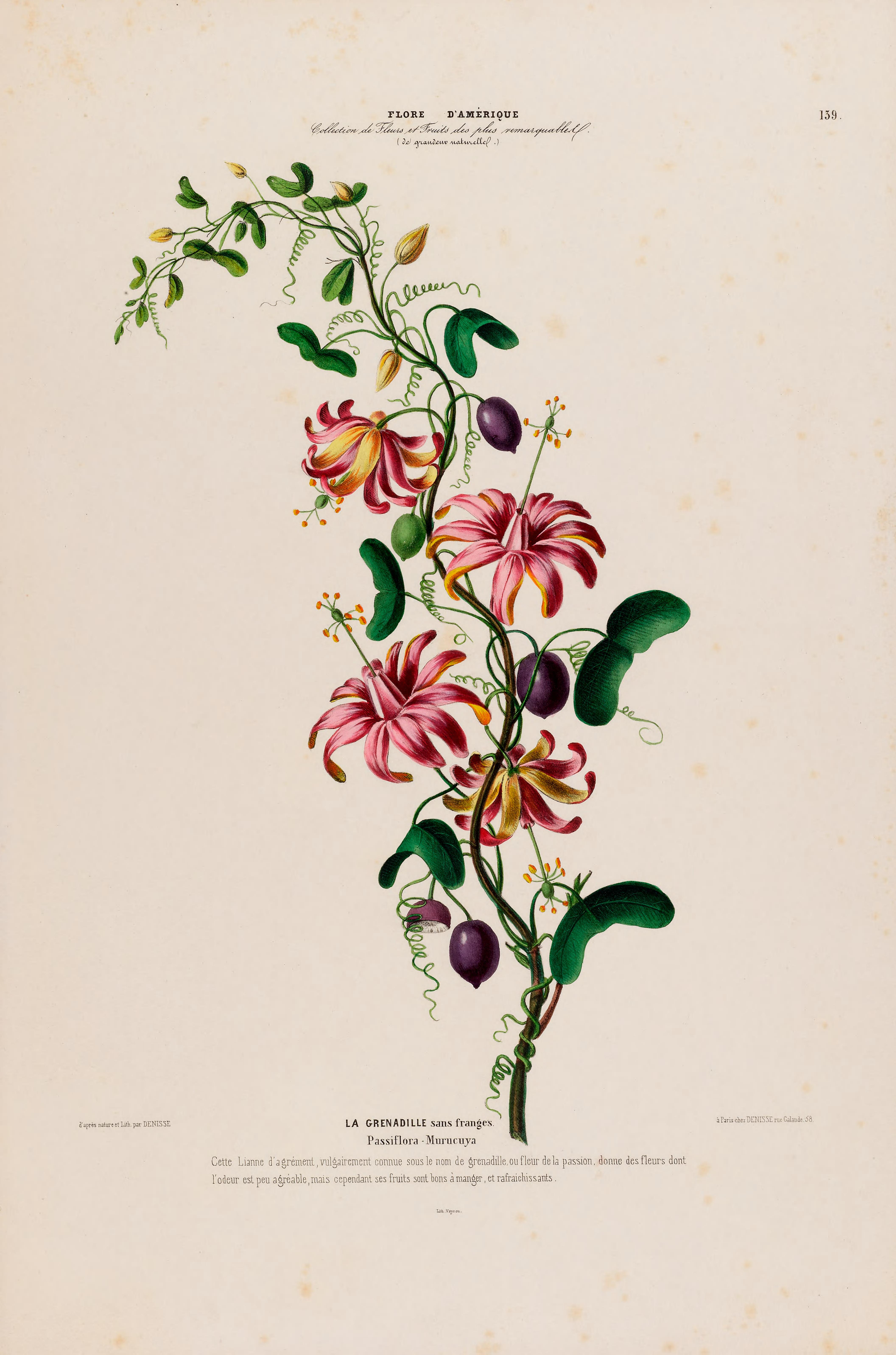 Illustration Passiflora murucuja, Par Denisse, E., Flore d?Amérique (1843-1846) Fl. Amérique t. 139, via plantillustrations 