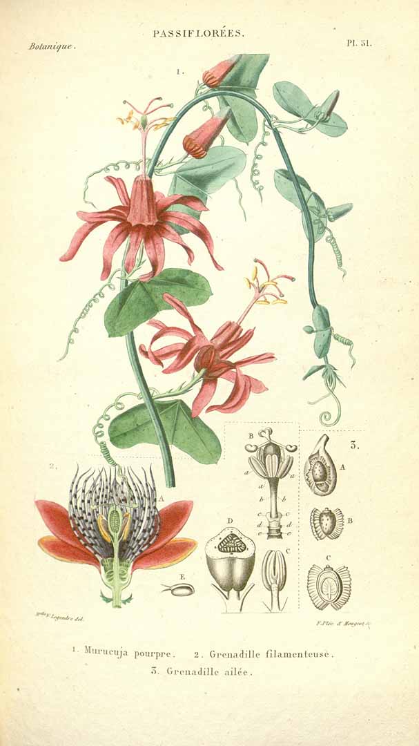 Illustration Passiflora murucuja, Par Spach, E., Histoire naturelle des végétaux, Atlas (coloured version) (1834-1847) Hist. Nat. Vég. [coloured version] t. 51	f. 1 , via plantillustrations 