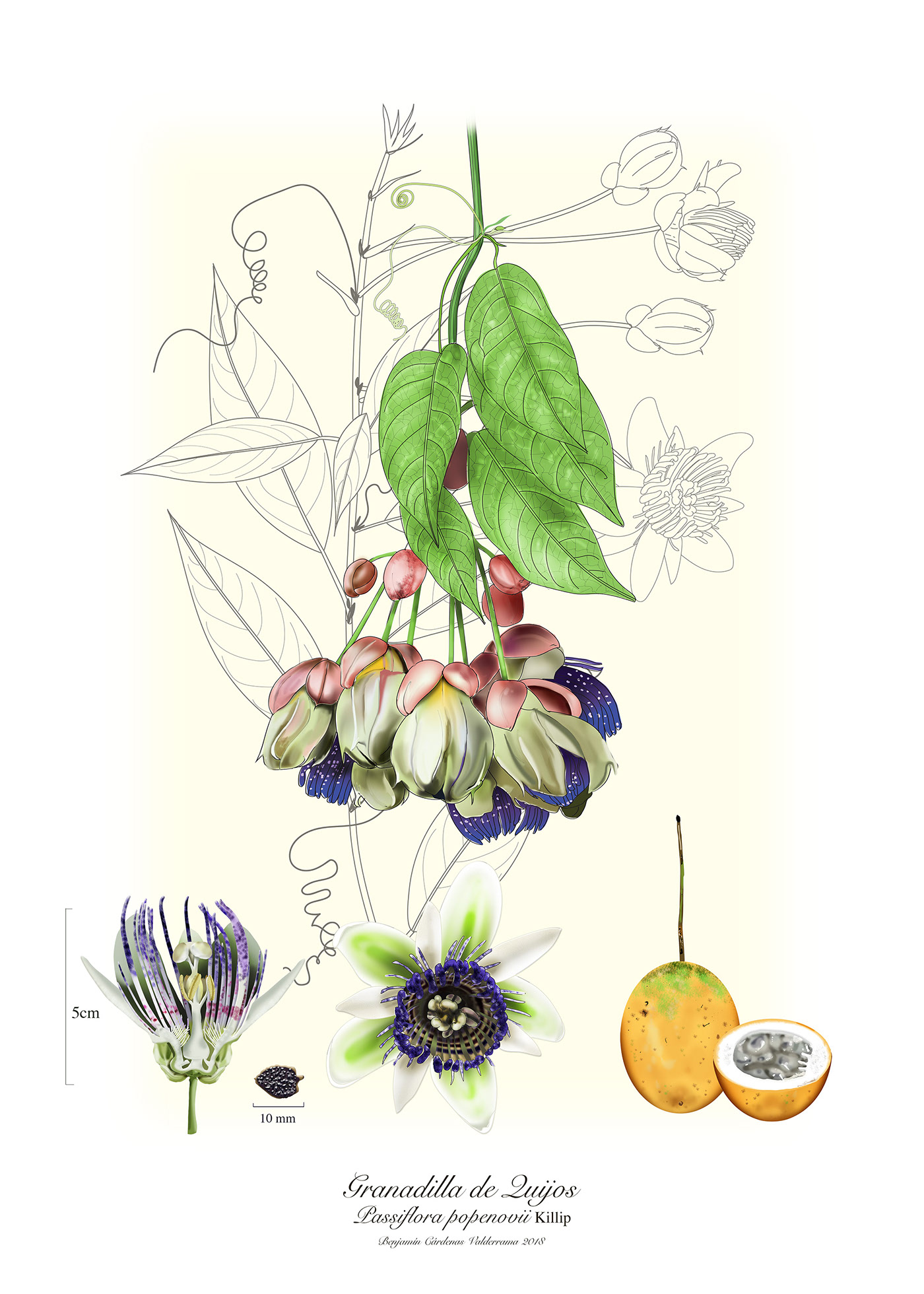 Illustration Passiflora popenovii, Par Benjamin Cardenas, via x 