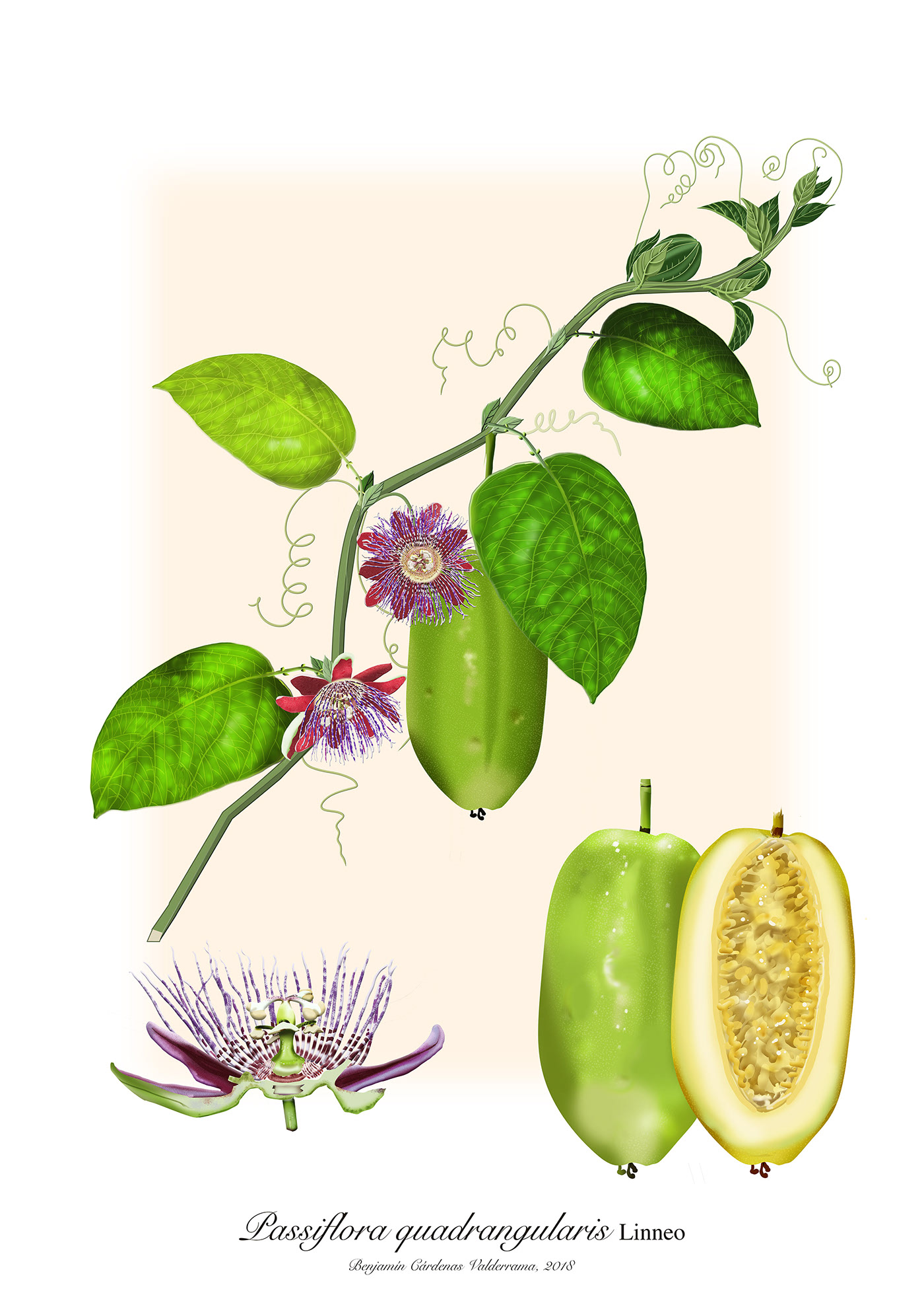 Illustration Passiflora quadrangularis, Par Benjamin Cardenas, via www.behance.net/Benjas 