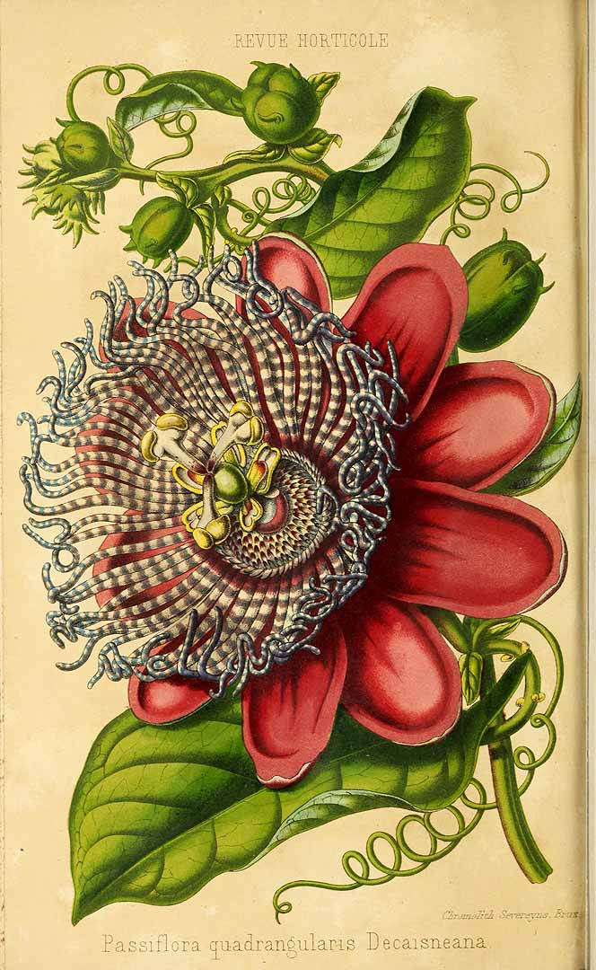 Illustration Passiflora quadrangularis, Par Revue horticole, sér. 4 (1852-1974) Rev. Hort. (Paris), ser. 4 vol. 27 (1855) [1855 - vol. 4] t. 15	p. 281 , via plantillustrations 