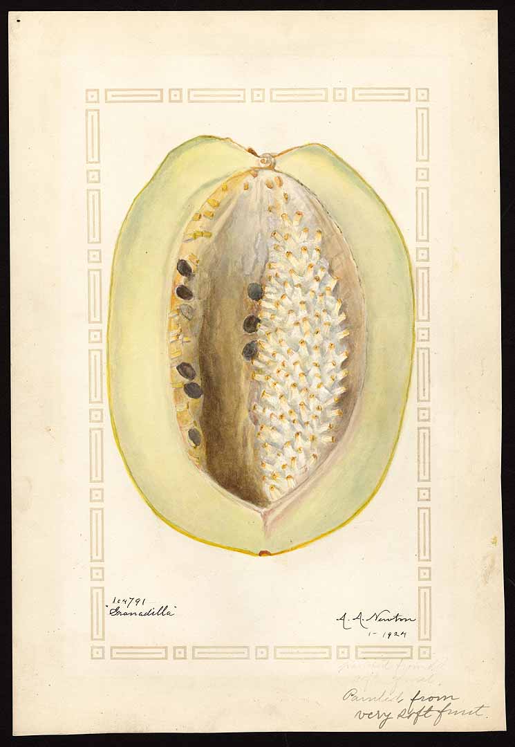 Illustration Passiflora quadrangularis, Par USDA Pomological Watercolor Collection (1872-1948)  t. 7405, via plantillustrations 