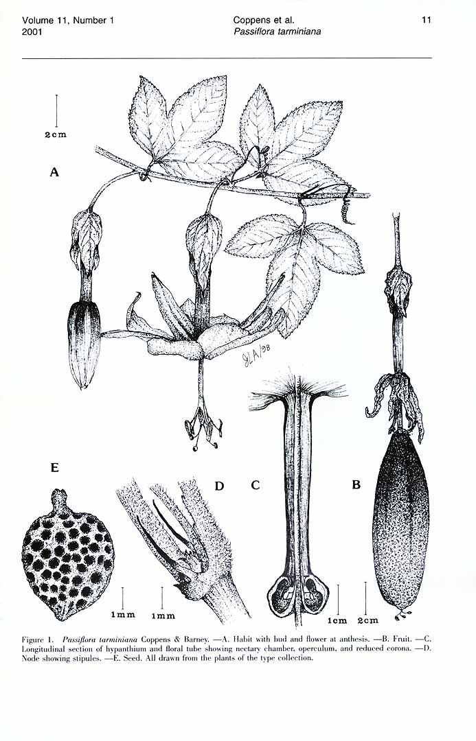 Illustration Passiflora tarminiana, Par Novon (1991-2008) vol. 11 (2001) p. 11 , via plantillustrations 