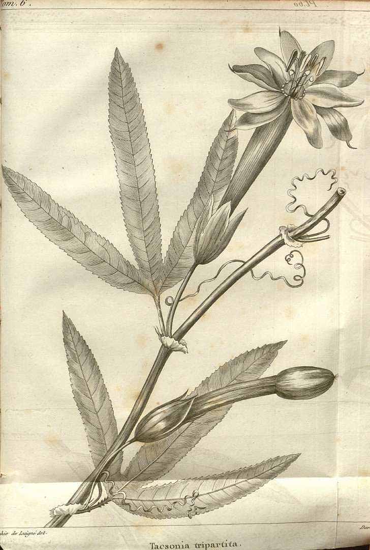 Illustration Passiflora tripartita, Par Annales du muséum national d?histoire naturelle (1802-1813) Ann. Mus. Natl. Hist. Nat. Paris vol. 6 (1805) t. 60, via plantillustrations 