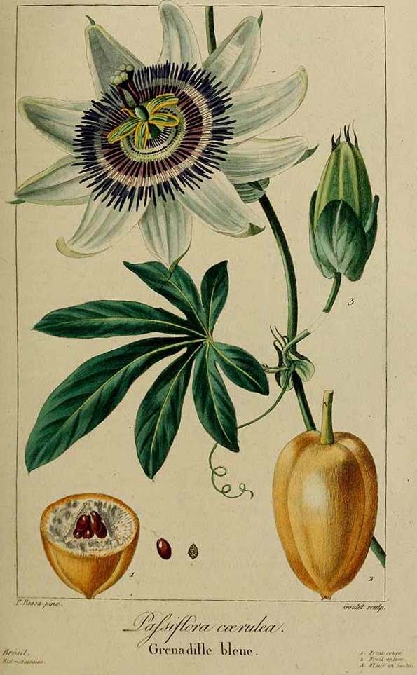 Illustration Passiflora caerulea, Par Delaunay, M., Loiseleur-Deslongchamps, J.L.A., Herbier général de l?amateur (1814-1827) Herb. Gén. Amat., via plantillustrations.org 