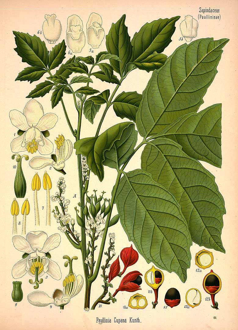 Illustration Paullinia cupana, Par Ko&#776;hler, F.E., Ko&#776;hler?s Medizinal Pflanzen (1883-1914) Med.-Pfl. vol. 3 (1898) t. 62, via plantillustrations 