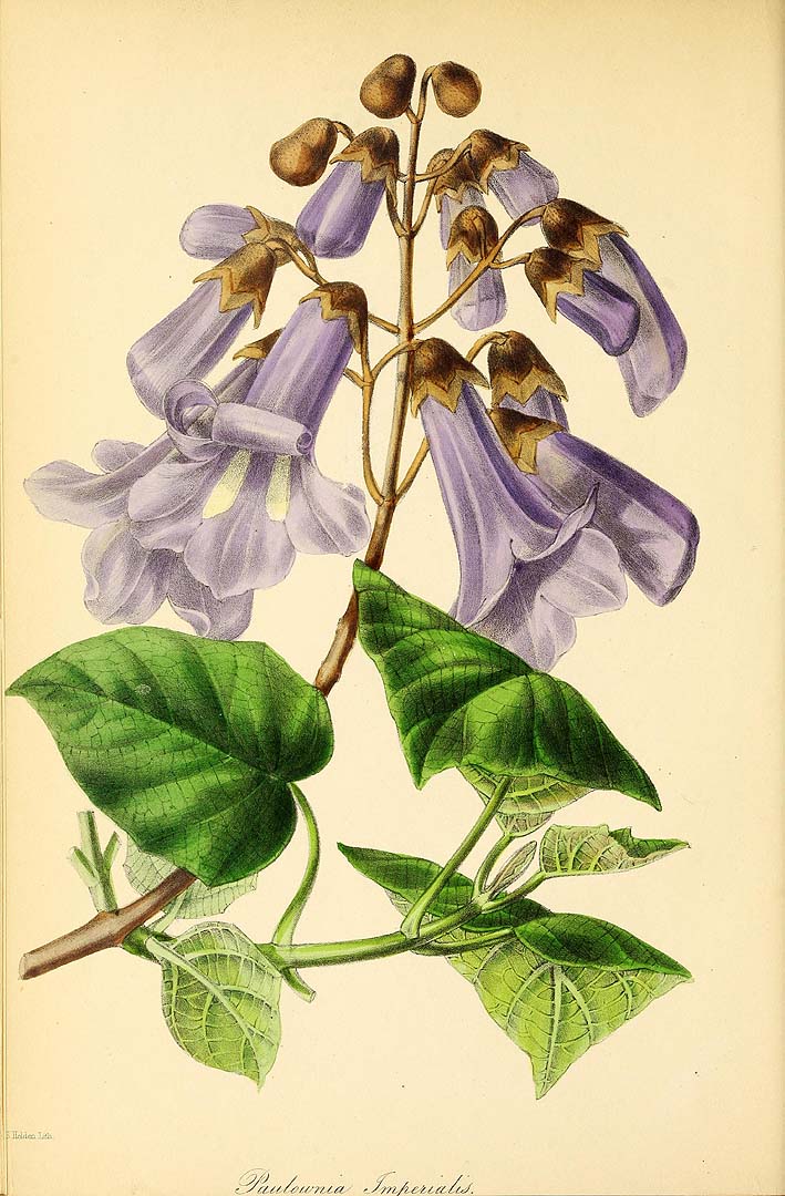 Illustration Paulownia tomentosa, Par Paxton, J., Magazine of botany and register of flowering plants [J. Paxton] (1834-1849) Paxton?s Mag. Bot., via plantillustrations 