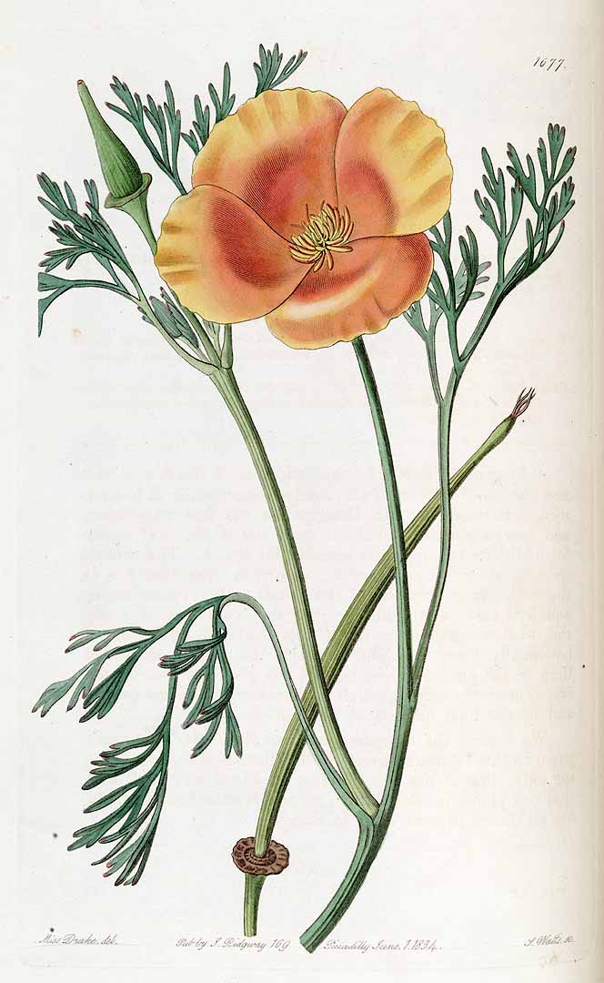 Illustration Eschscholzia californica, Par Edwards´s Botanical Register (vol. 20: t. 1677, 1835) [Miss. Drake], via plantillustrations 