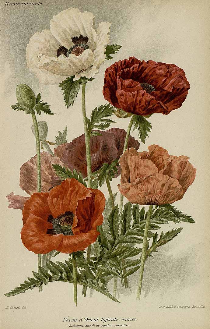 Illustration Papaver orientale, Par Revue horticole, sér. 4 (1852-1974) Rev. Hort. (Paris), ser. 4 vol. 67 (1895), via plantillustrations 