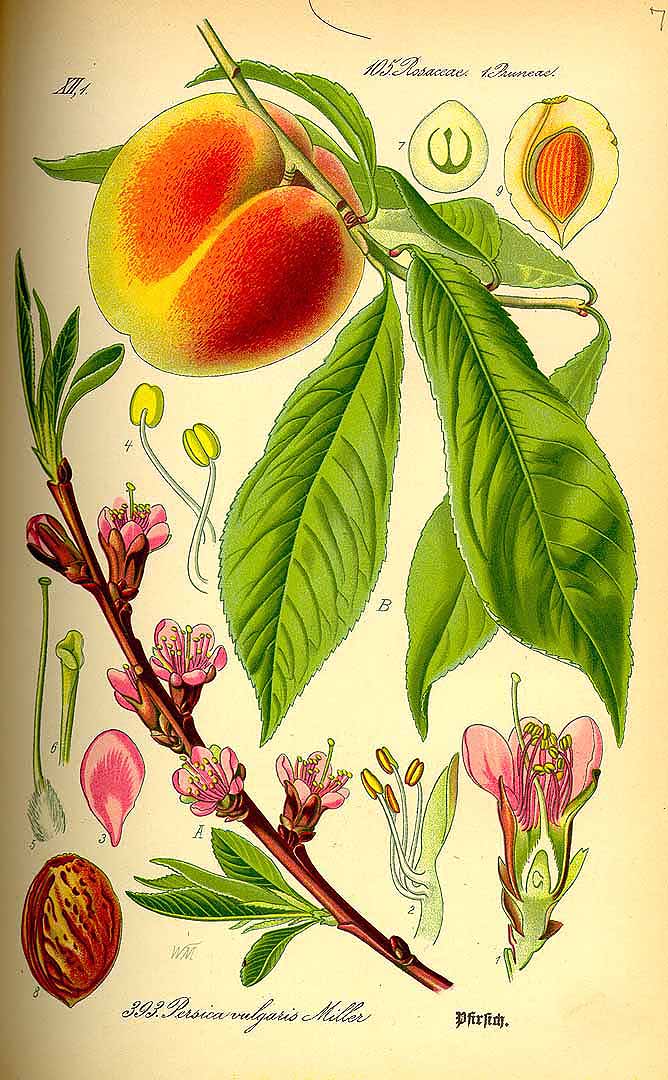 Illustration Prunus persica, Par Thomé, O.W., Flora von Deutschland Österreich und der Schweiz (1886-1889) Fl. Deutschl. vol. 3 (1885), via plantillustrations 