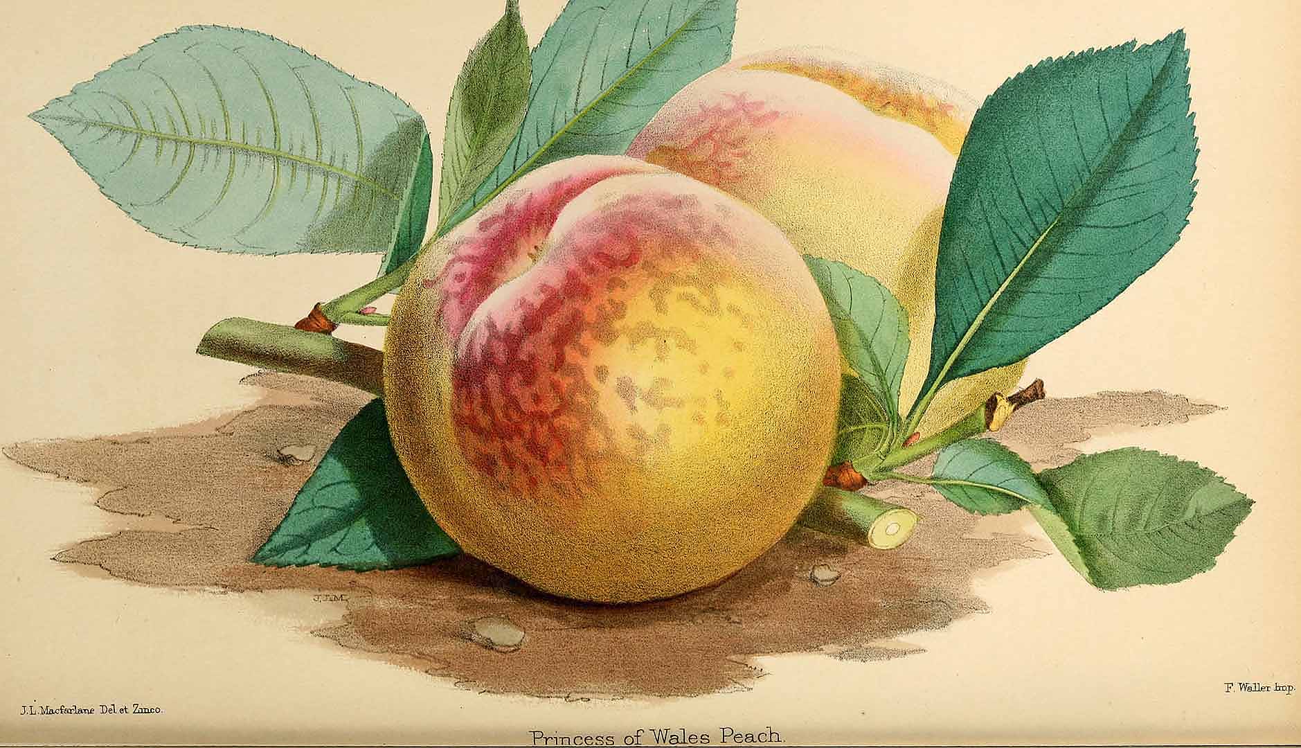 Illustration Prunus persica, Par florist and pomologist (1862-1884) Florist & Pomol. vol. 1873 (1873), via plantillustrations 