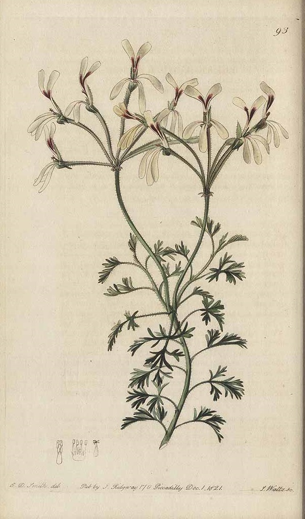 Illustration Pelargonium abrotanifolium, Par Sweet, R., Geraniaceae (1820-1830) Geraniaceae vol. 1 (1822) t. 93, via plantillustrations 