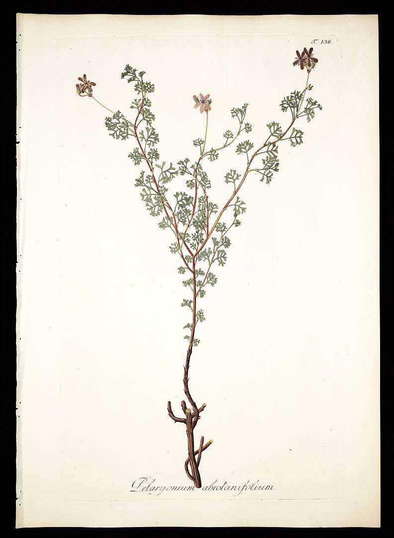 Illustration Pelargonium abrotanifolium, Par Jacquin, N.J. von, Plantarum rariorum horti caesarei Schoenbrunnensis descriptiones et icones (1797-1804) Pl. Hort. Schoenbr. vol. 2 (1797) t. 136, via plantillustrations 