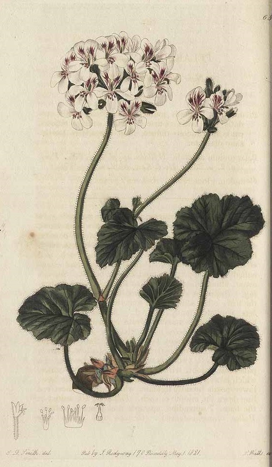 Illustration Pelargonium australe, Par Sweet, R., Geraniaceae (1820-1830) Geraniaceae vol. 1 (1822) t. 68, via plantillustrations 