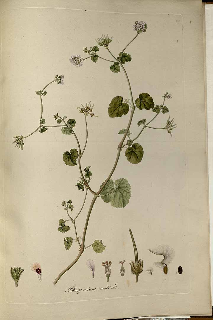 Illustration Pelargonium australe, Par Jacquin, J.F. von, Eclogae plantarum rariorum (1811-1844) Ecl. Pl. Rar. vol. 1 (1811-1813) t. 100	p. 149 , via plantillustrations 