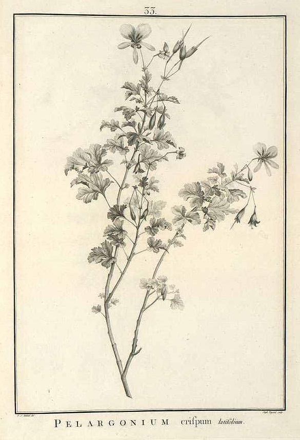 Illustration Pelargonium crispum, Par L?Héritier de Brutelle, C.L., Redouté, P.J., Geraniologia (1787-1788) Geraniologia (1787), via plantillustrations 