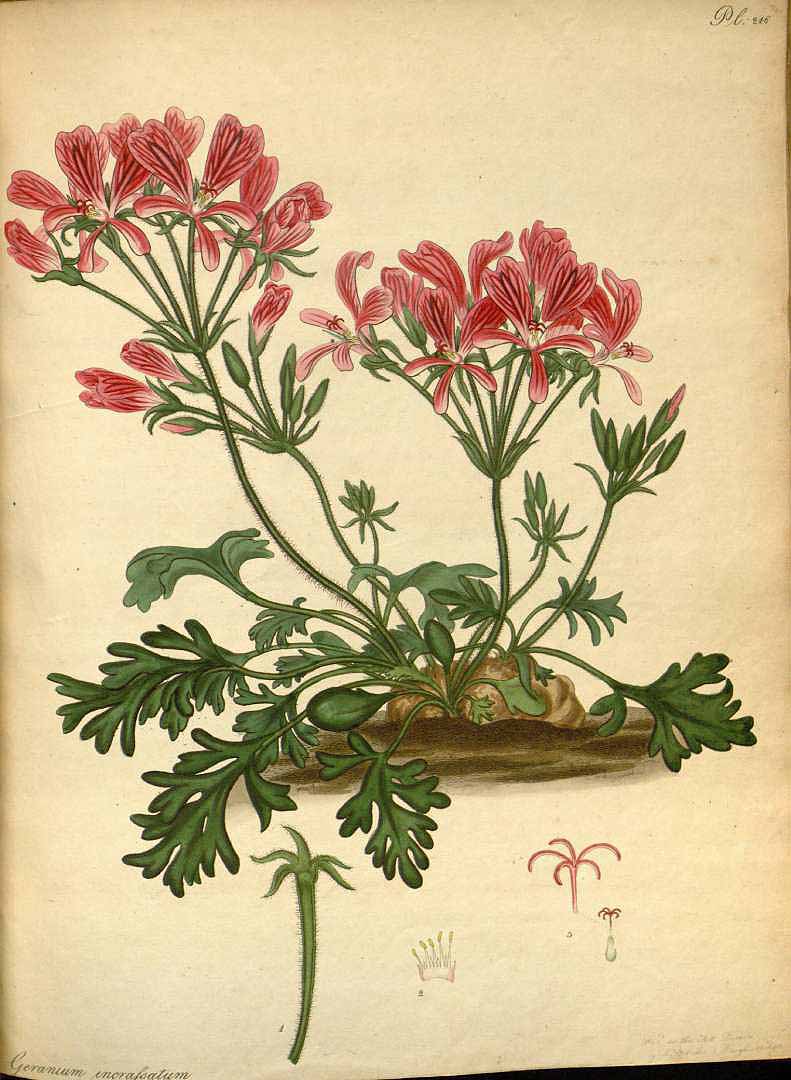 Illustration Pelargonium incrassatum, Par Andrews, H.C., botanist?s repository (1797-1814) Bot. Repos. vol. 4 (1802) [tt. 217-288] t. 246, via plantillustrations 