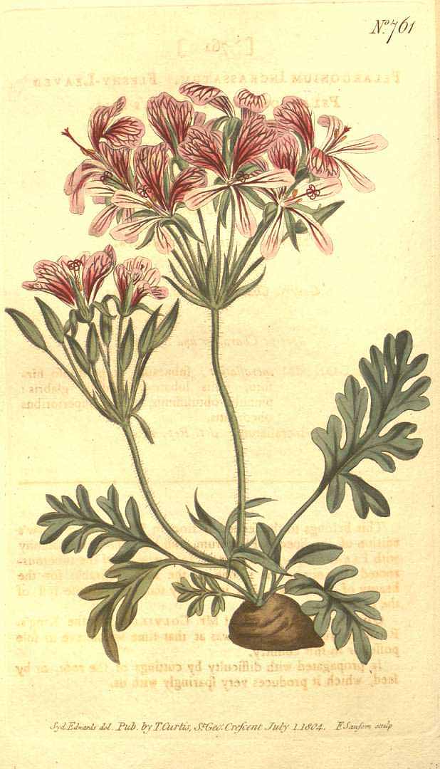 Illustration Pelargonium incrassatum, Par Curtis, W., Botanical Magazine (1800-1948) Bot. Mag. vol. 20 (1804) [tt. 740-786] t. 761, via plantillustrations 