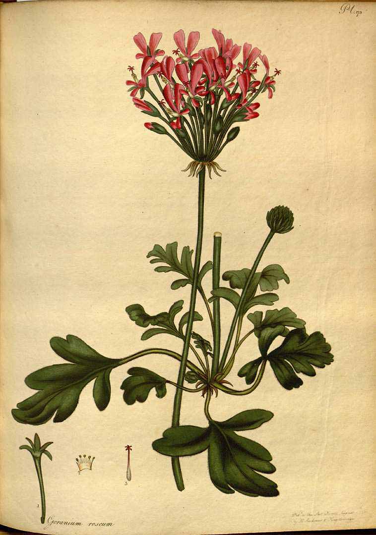 Illustration Pelargonium incrassatum, Par Andrews, H.C., botanist?s repository (1797-1814) Bot. Repos. vol. 3 (1801) [tt. 145-216] t. 173, via plantillustrations 