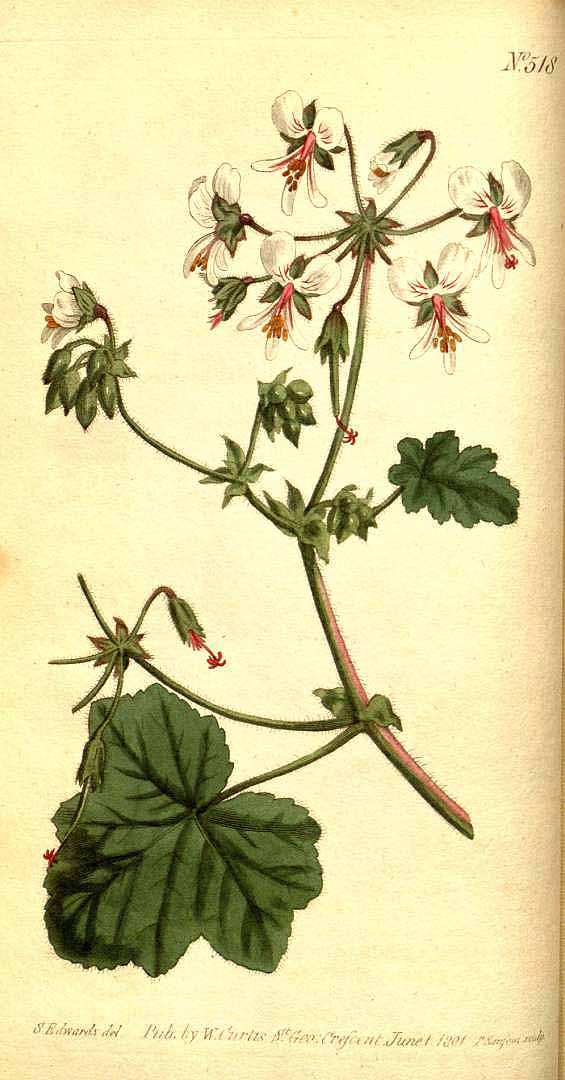 Illustration Pelargonium tomentosum, Par Curtis, W., Botanical Magazine (1800-1948) Bot. Mag. vol. 15 (1801) [tt. 505-548] t. 518, via plantillustrations 