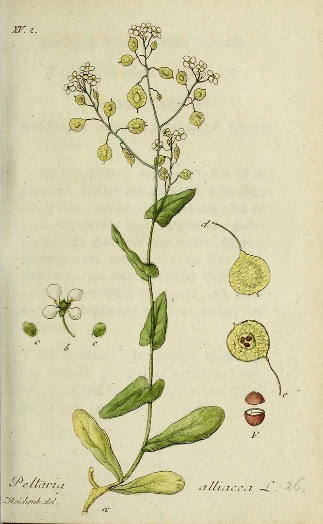 Illustration Peltaria alliacea, Par Sturm, J., Sturm, J.W., Deutschlands flora (1798-1855) Deutschl. Fl. vol. 12 (1826) t. 26] , via plantillustrations 