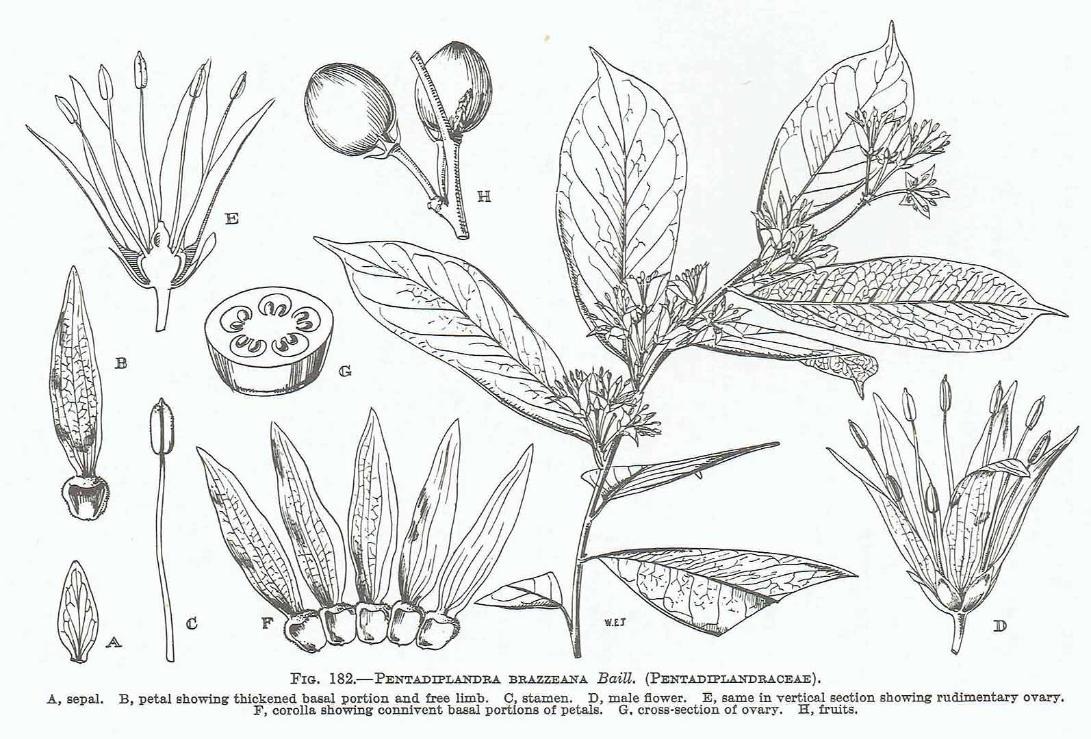 Illustration Pentadiplandra brazzeana, Par Hutchinson, J., Dalziel, J.M., Keay, R.W.J., Flora of West Tropical Africa (FWTA), 2nd ed. (1954-1972) Fl. W. Trop. Afr., ed. 2 vol. 1(2): (1958) p. 650 f. 182 , via plantillustrations 