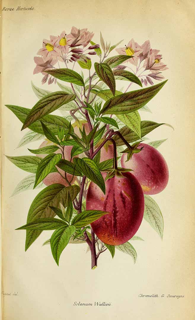 Illustration Solanum muricatum, Par Revue horticole, sér. 4 (1852-1974) Rev. Hort. (Paris), ser. 4 vol. 49 (1877), via plantillustrations 