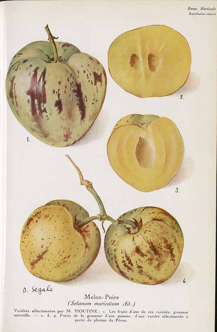 Illustration Solanum muricatum, Par Revue horticole, sér. 4 (1852-1974) Rev. Hort. (Paris), ser. 4, via plantillustrations 